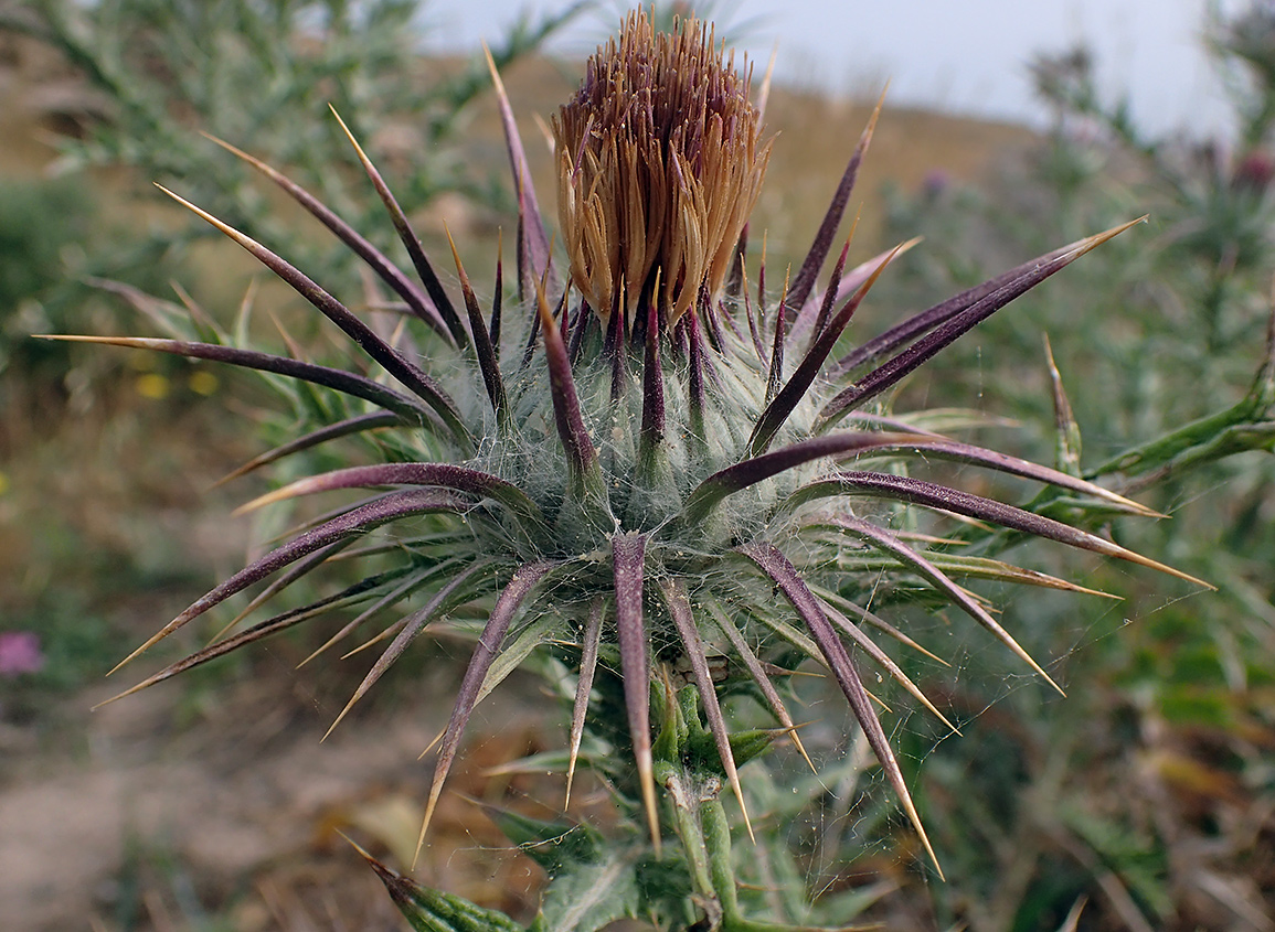 Image of Lamyropsis cynaroides specimen.