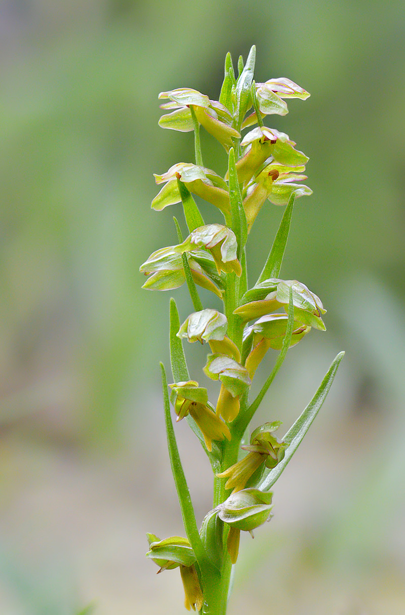 Изображение особи Dactylorhiza viridis.