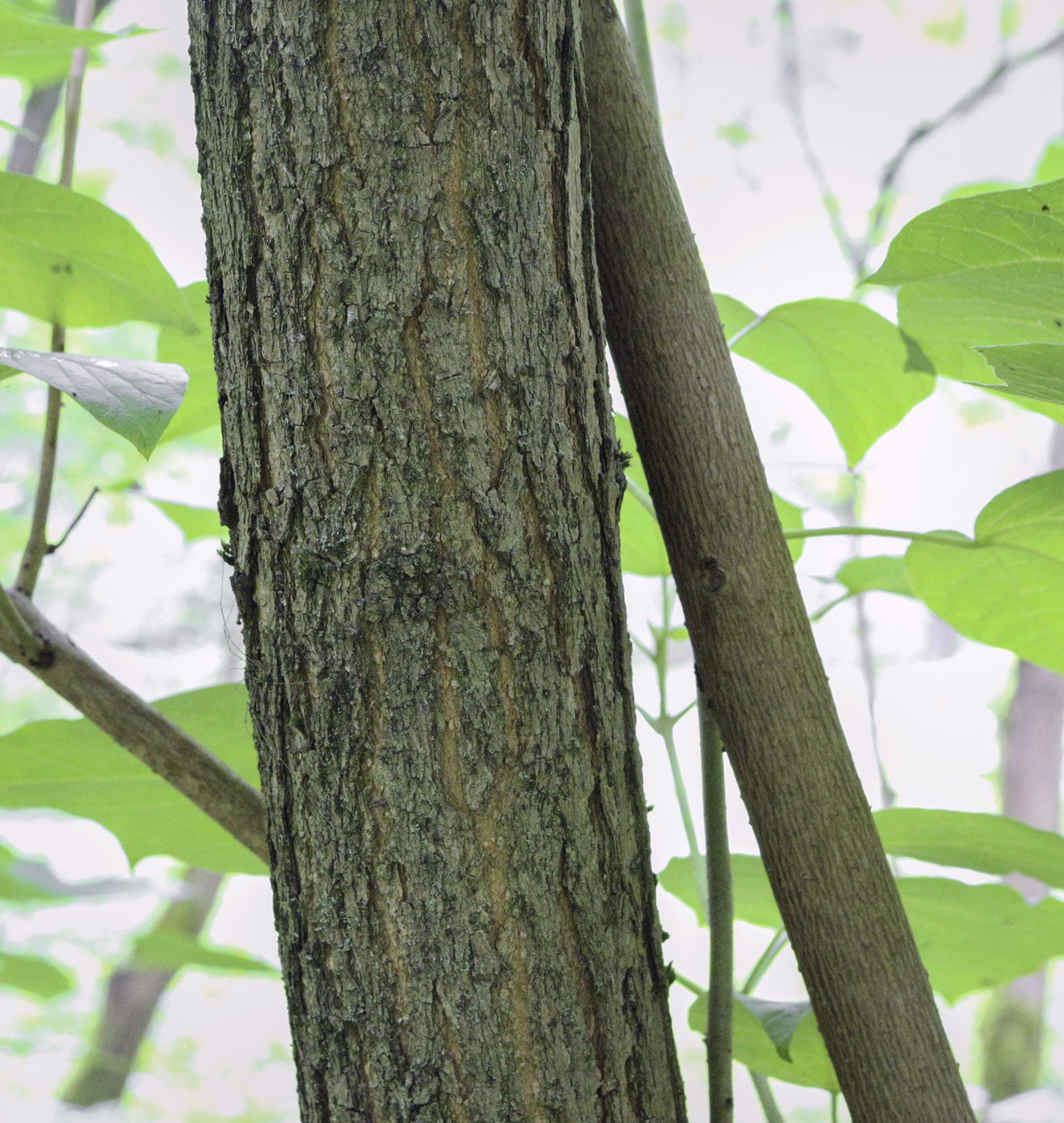 Image of Catalpa ovata specimen.