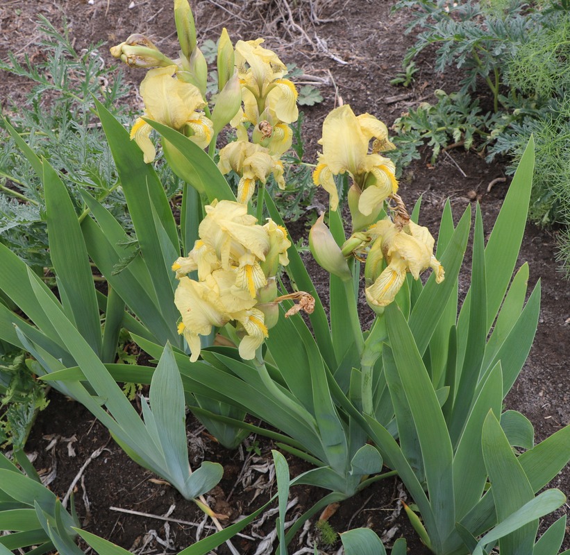 Image of Iris imbricata specimen.