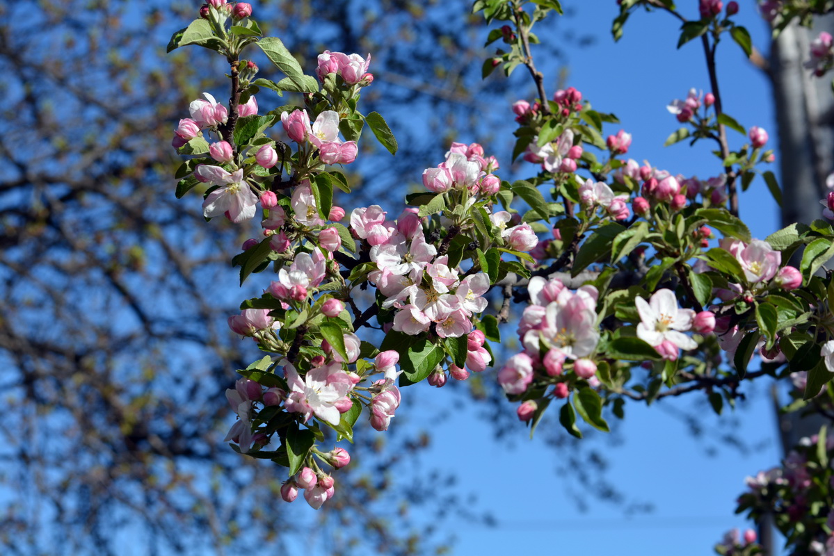 Изображение особи Malus domestica.