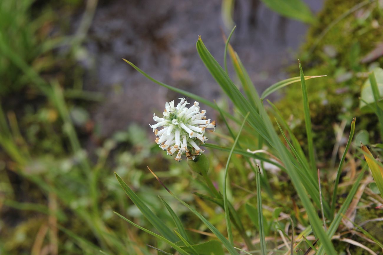 Изображение особи Lagotis integrifolia.