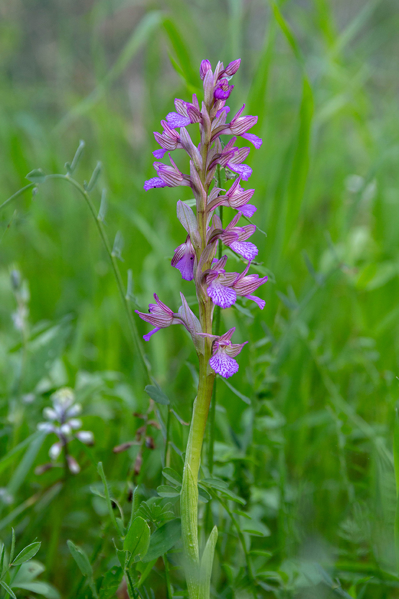 Изображение особи Anacamptis papilionacea.