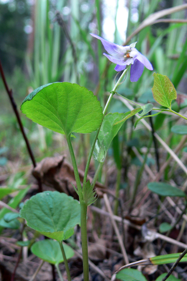 Image of Viola rupestris specimen.