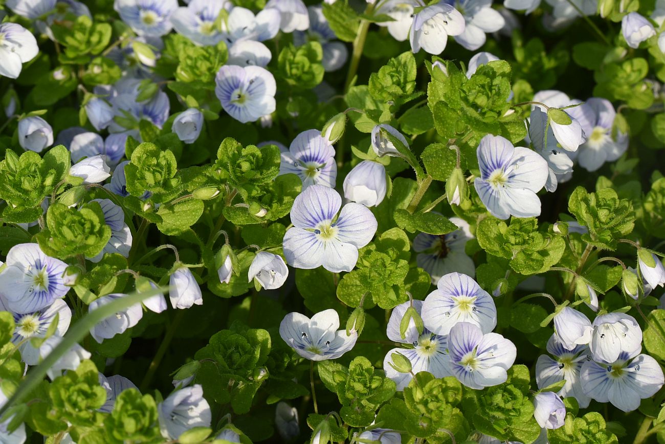 Image of Veronica filiformis specimen.