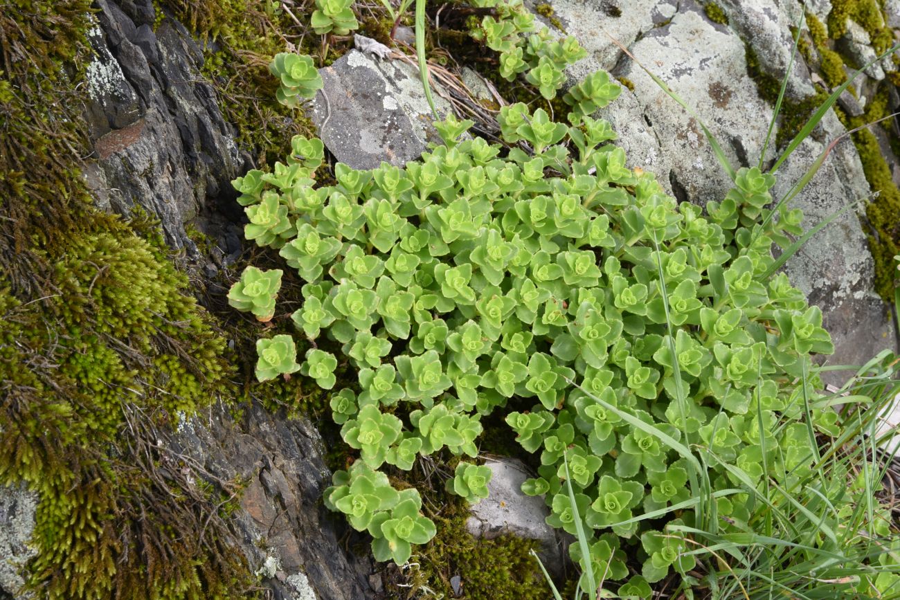 Изображение особи род Sedum.