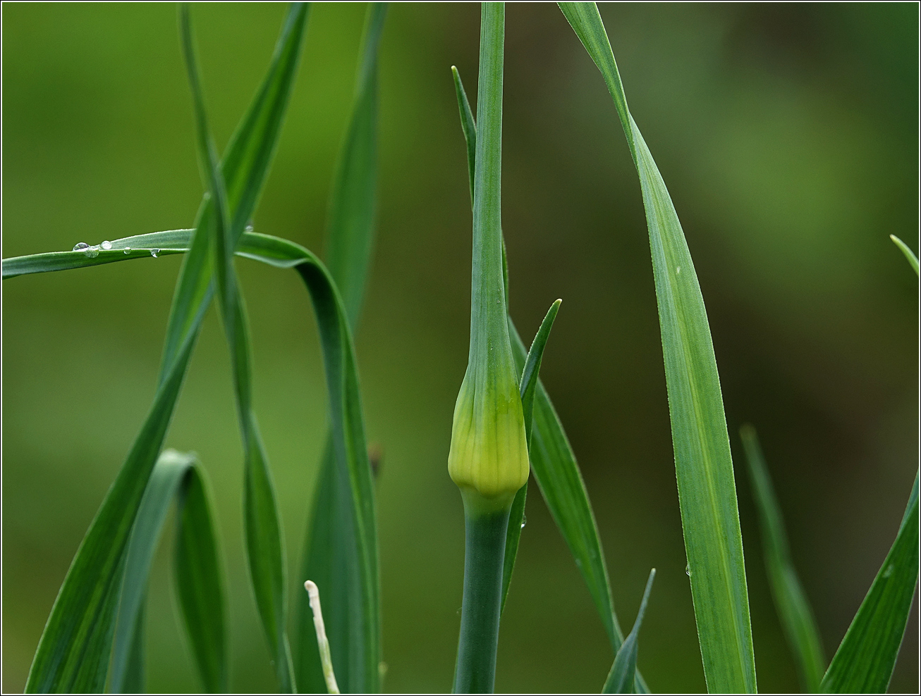 Image of Allium porrum specimen.