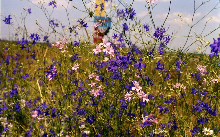 Image of Delphinium paniculatum specimen.