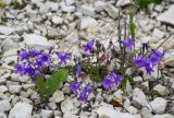 Campanula hohenackeri. Цветущее растение (на переднем плане - листья Taraxacum). Чечня, Веденский р-н, берег оз. Кезенойам, ≈ 1800 м н.у.м., каменистый участок берега. 25.07.2022.