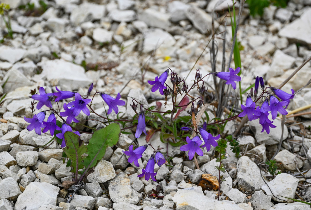 Image of Campanula hohenackeri specimen.