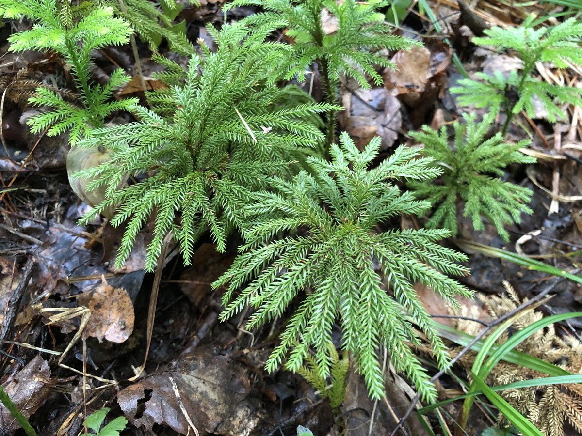 Image of Lycopodium obscurum specimen.