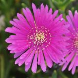 род Carpobrotus