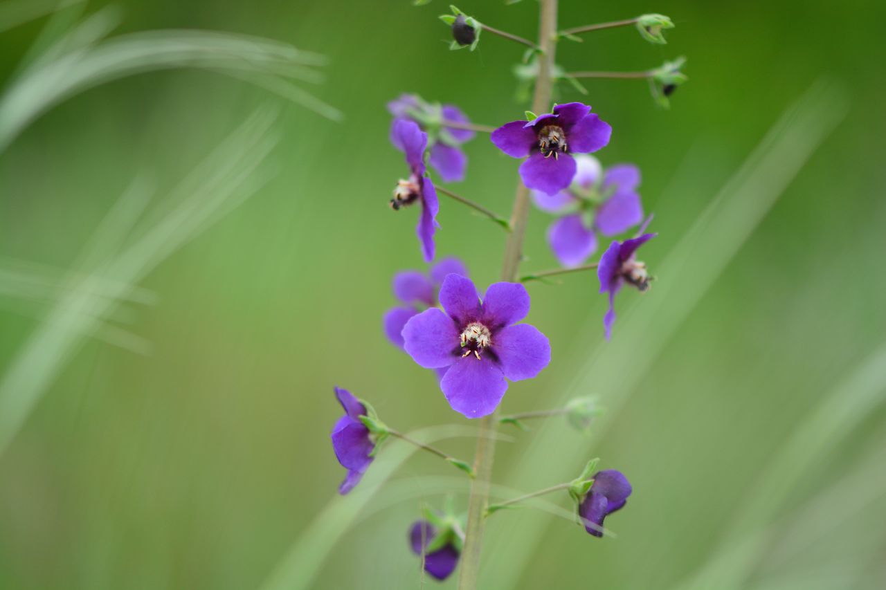 Изображение особи Verbascum phoeniceum.