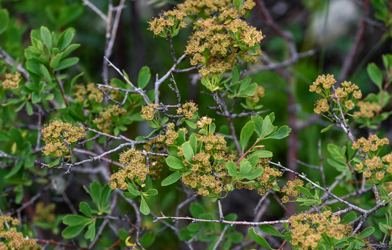 Image of Spiraea crenata specimen.