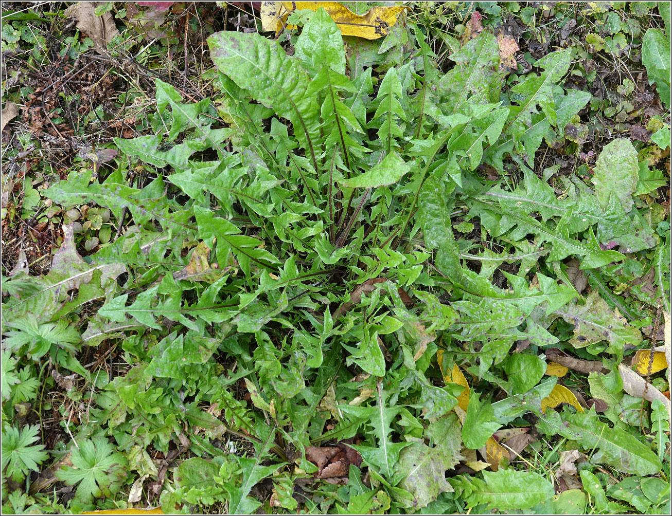 Изображение особи Taraxacum officinale.