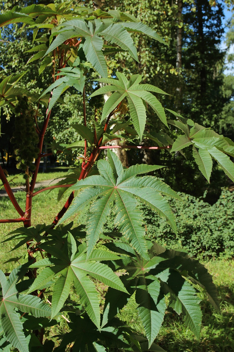 Image of Ricinus communis specimen.