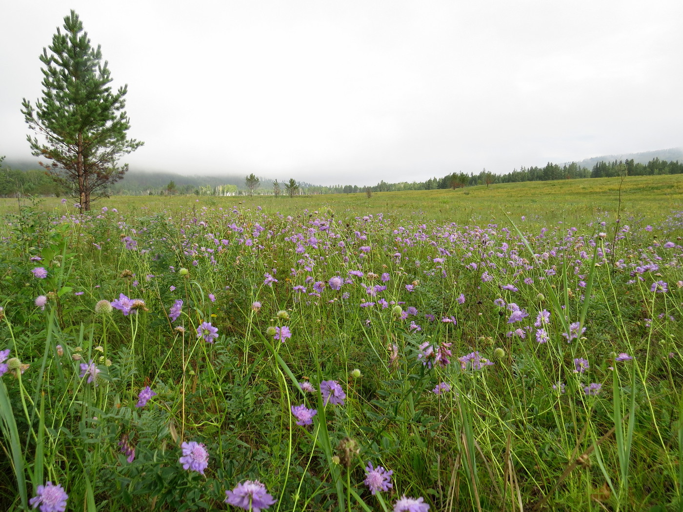 Image of Scabiosa comosa specimen.