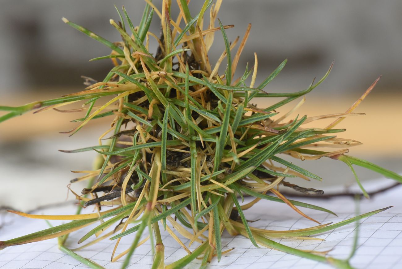 Image of Dianthus cretaceus specimen.