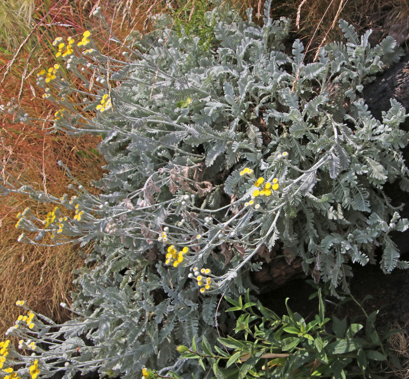 Image of Tanacetum haradjanii specimen.