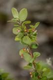 Cotoneaster melanocarpus