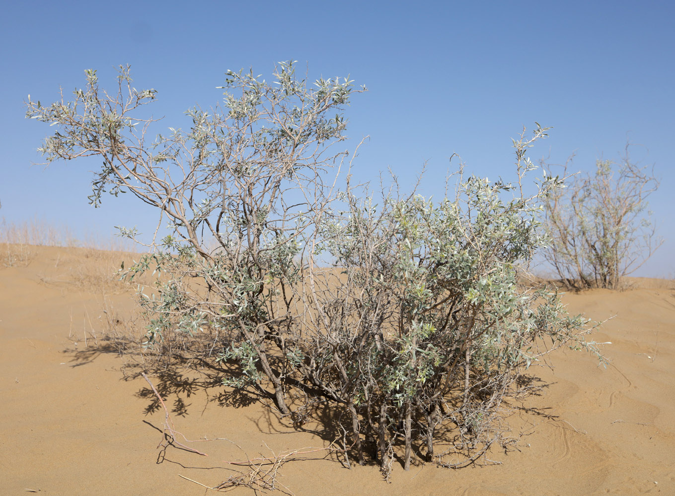 Image of Ammodendron conollyi specimen.