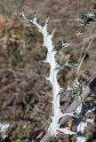 Echinops ruthenicus