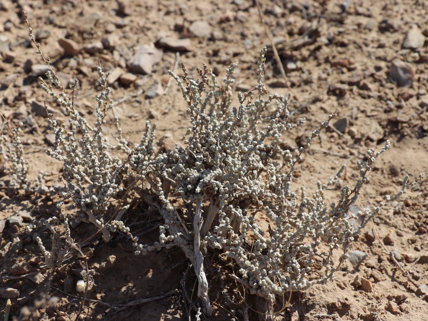 Image of Salsola gemmascens specimen.