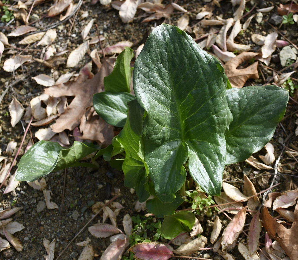 Image of Arum sintenisii specimen.