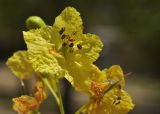 Parkinsonia aculeata. Цветок. Объединённые Арабские Эмираты, эмират Дубай, окр. пляжа Al Mamzar, озеленение. 03.05.2023.