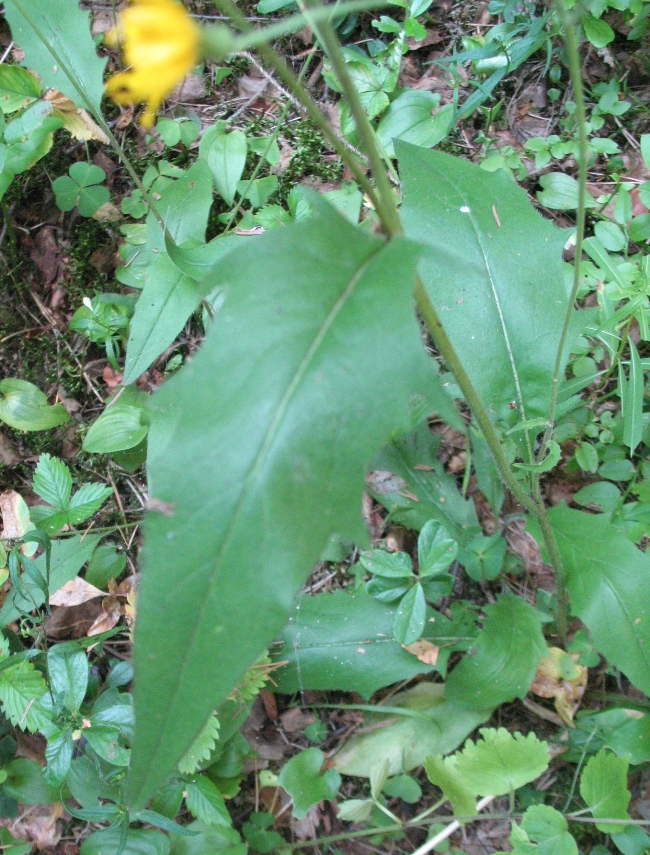 Image of Hieracium borodinianum specimen.