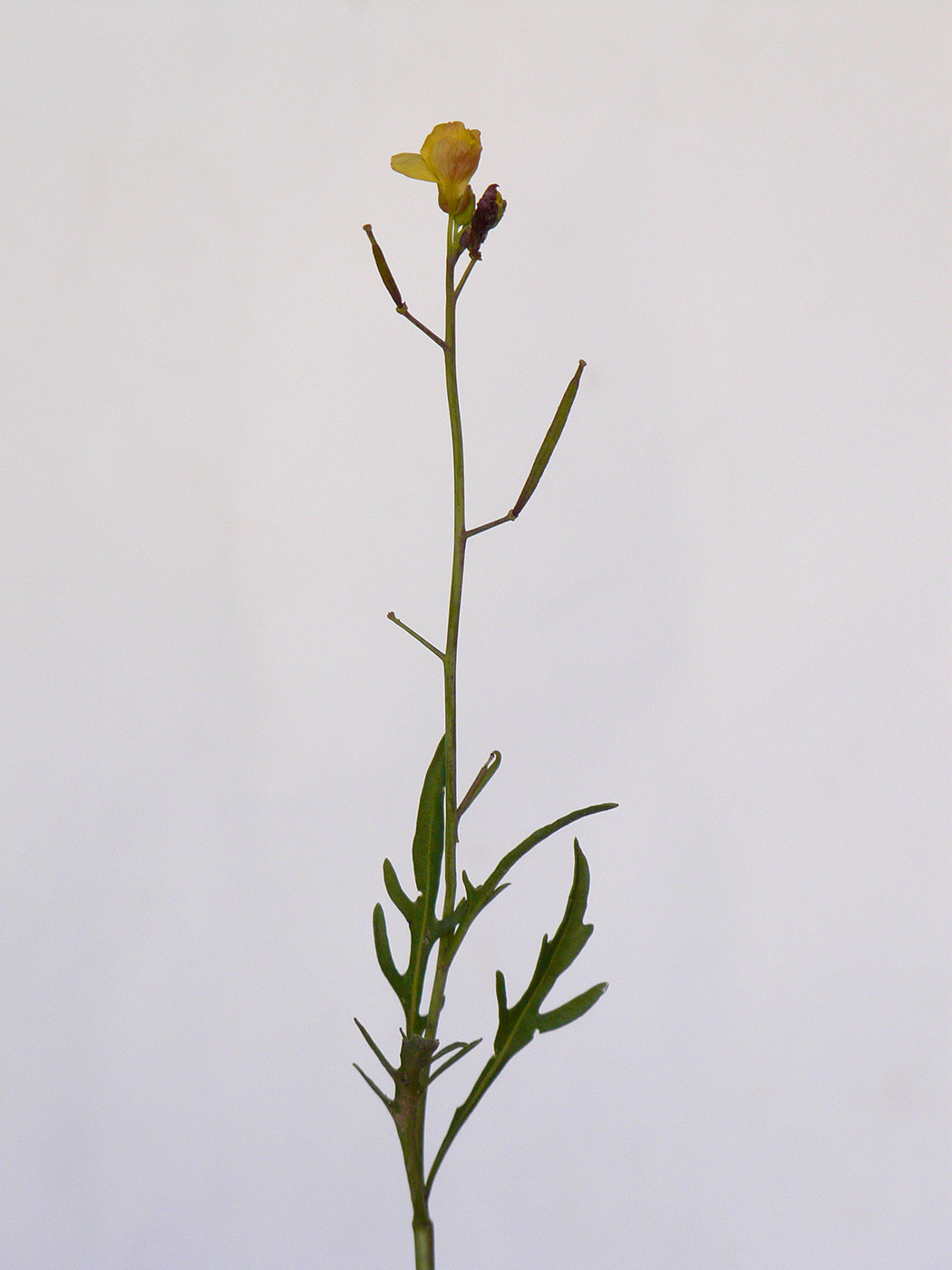 Image of Diplotaxis tenuifolia specimen.