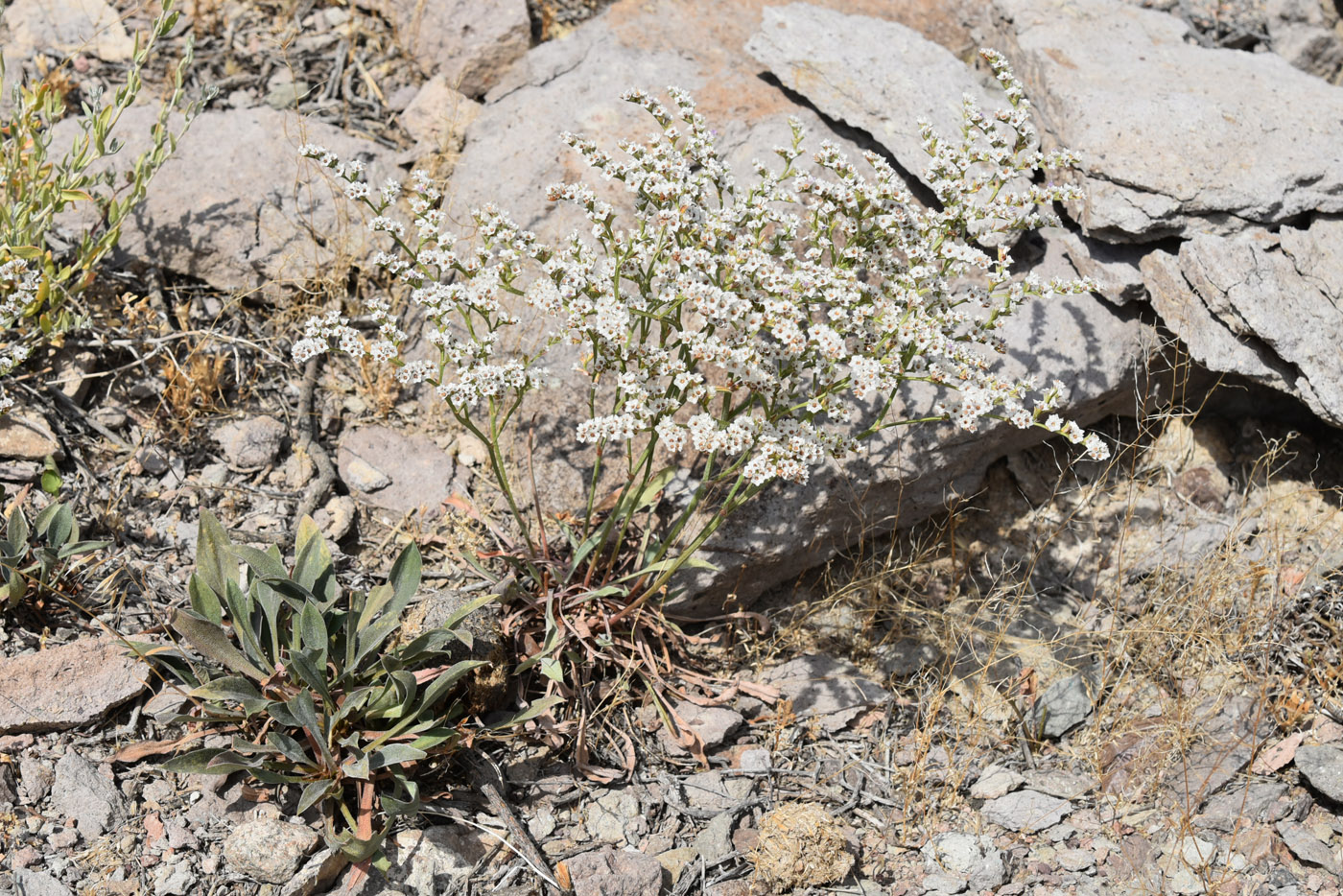 Image of Goniolimon callicomum specimen.