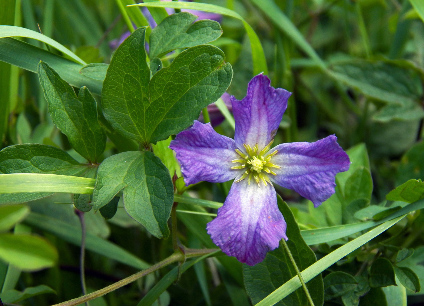 Изображение особи Clematis viticella.