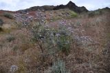 Astragalus arbuscula