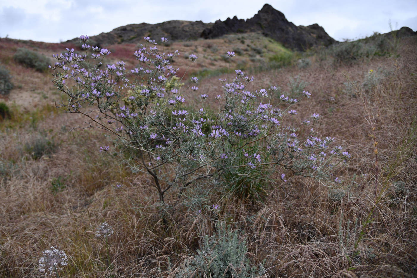 Изображение особи Astragalus arbuscula.