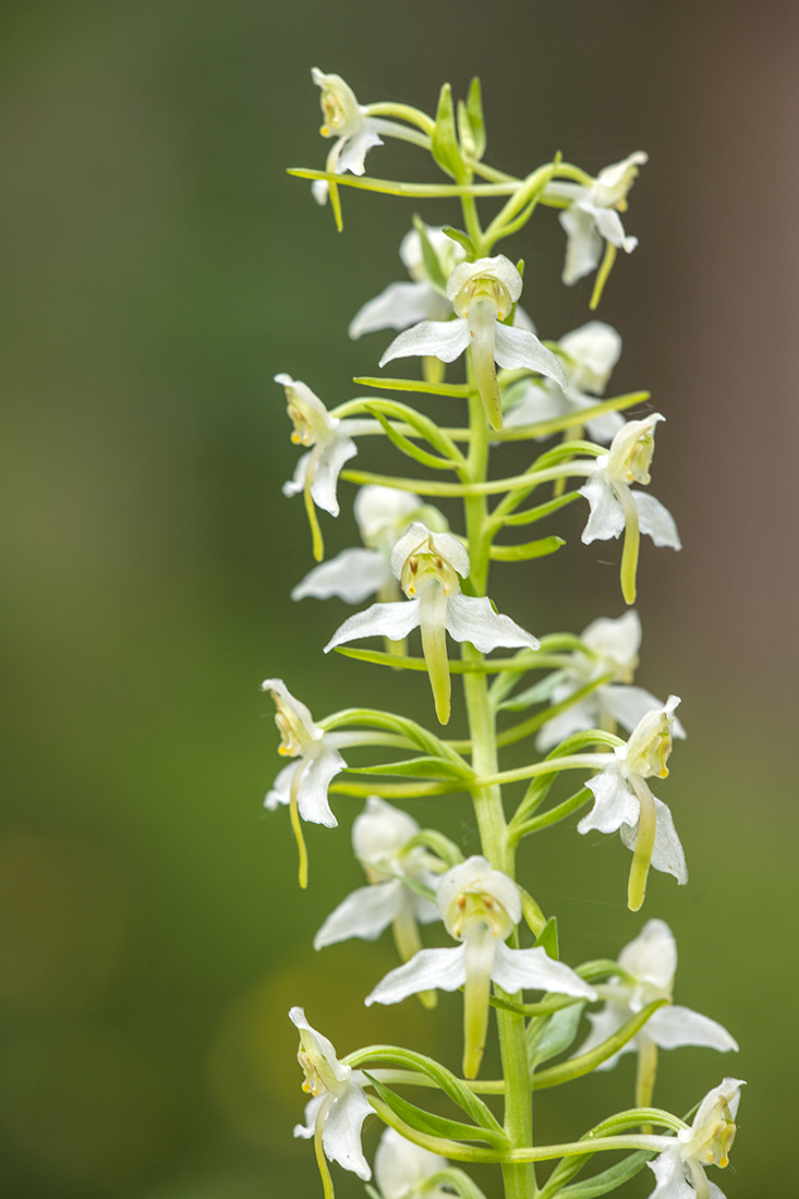 Изображение особи Platanthera chlorantha.