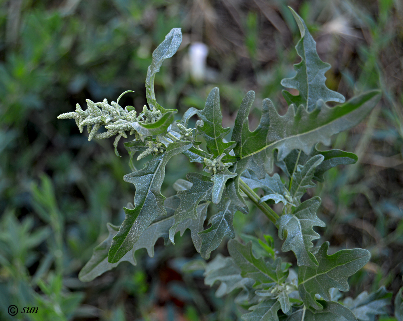 Изображение особи Atriplex tatarica.