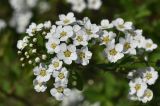 Spiraea grefsheimii