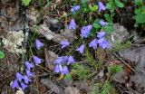 Campanula rotundifolia