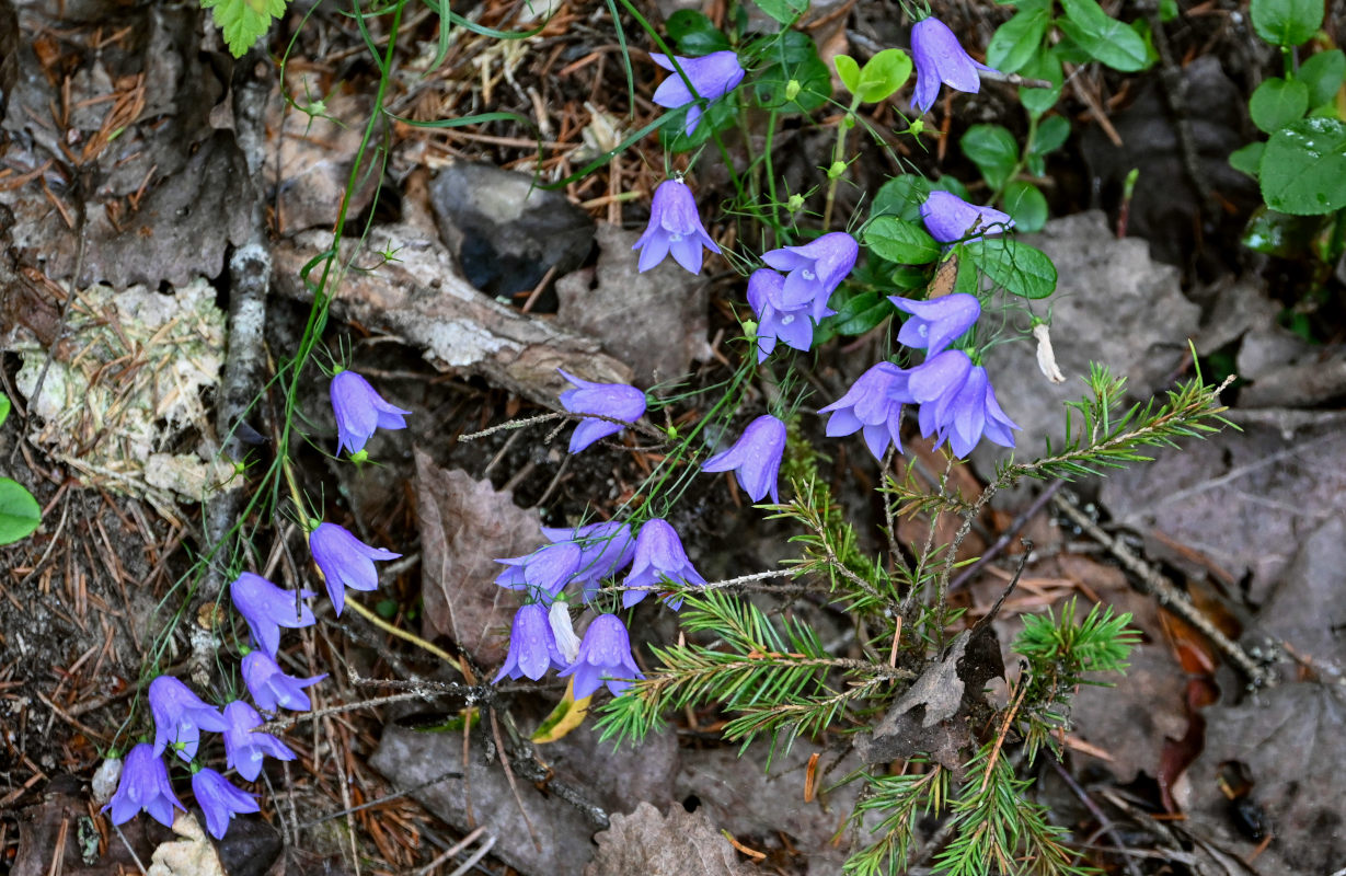 Изображение особи Campanula rotundifolia.