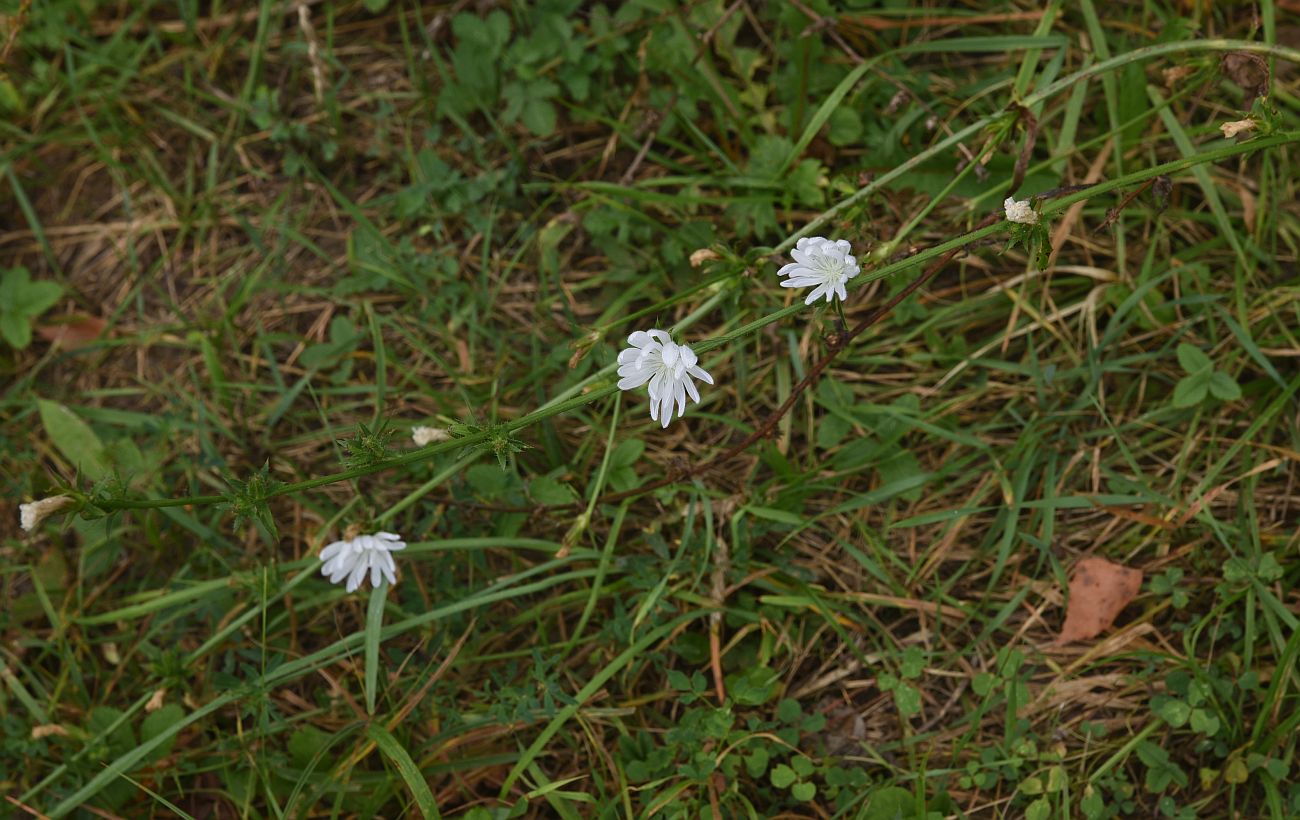 Image of Cichorium intybus specimen.