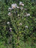 Cirsium vulgare