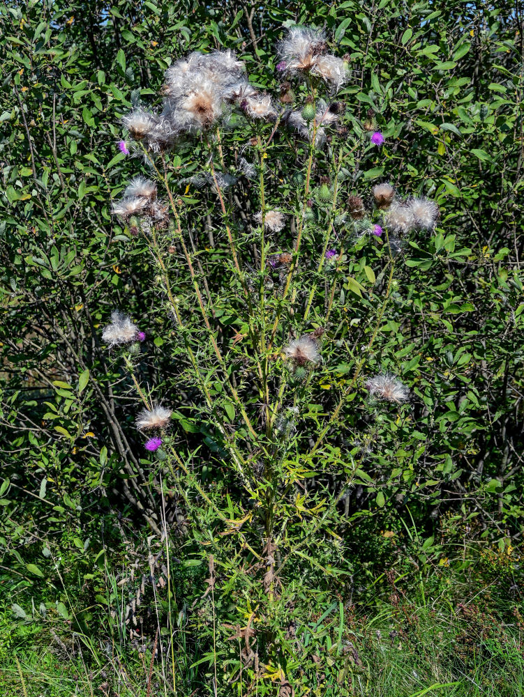 Изображение особи Cirsium vulgare.