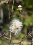 Erigeron acris. Соплодие. Испания, автономное сообщество Каталония, провинция Жирона, комарка Рипольес, муниципалитет Мольо, окр. перевала Коль-де-Арес (1513 м н.у.м), склон северной экспозиции, обочина дороги. 15.09.2024.