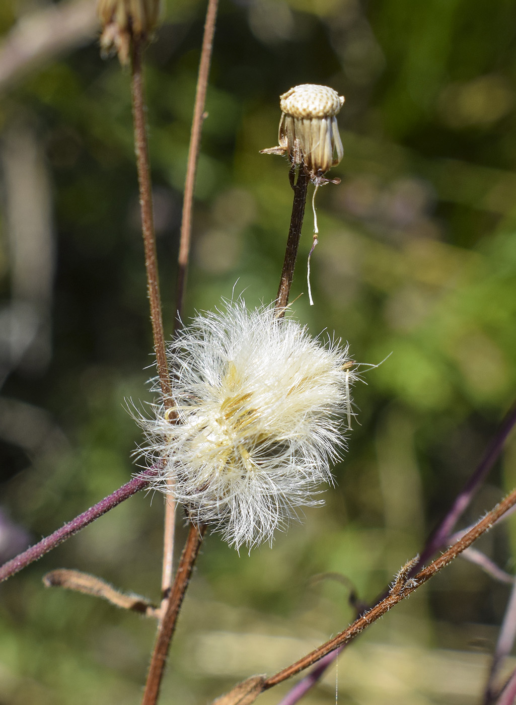 Image of Erigeron acris specimen.