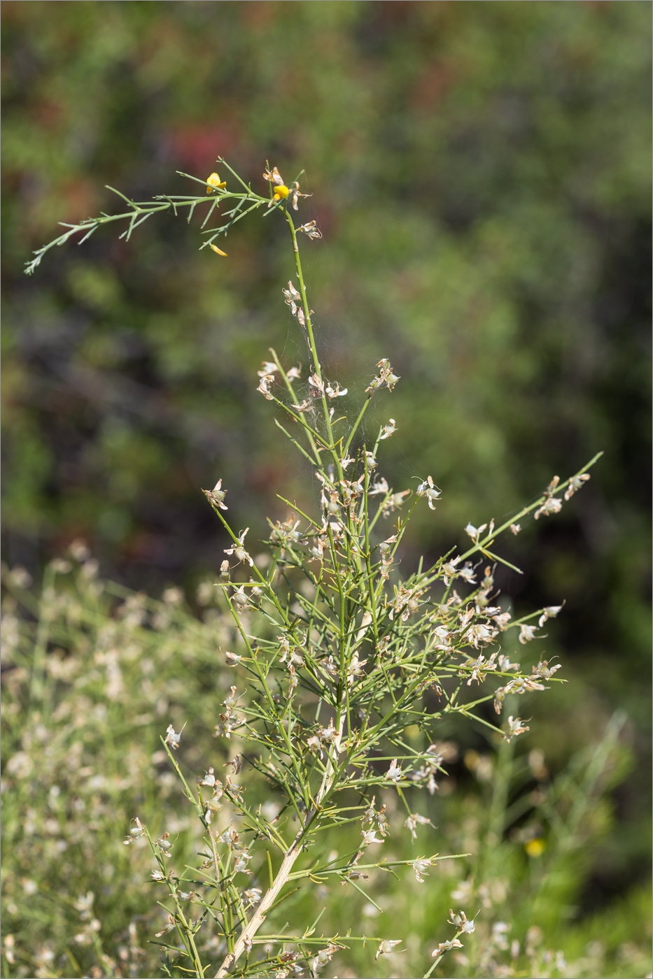 Изображение особи семейство Fabaceae.