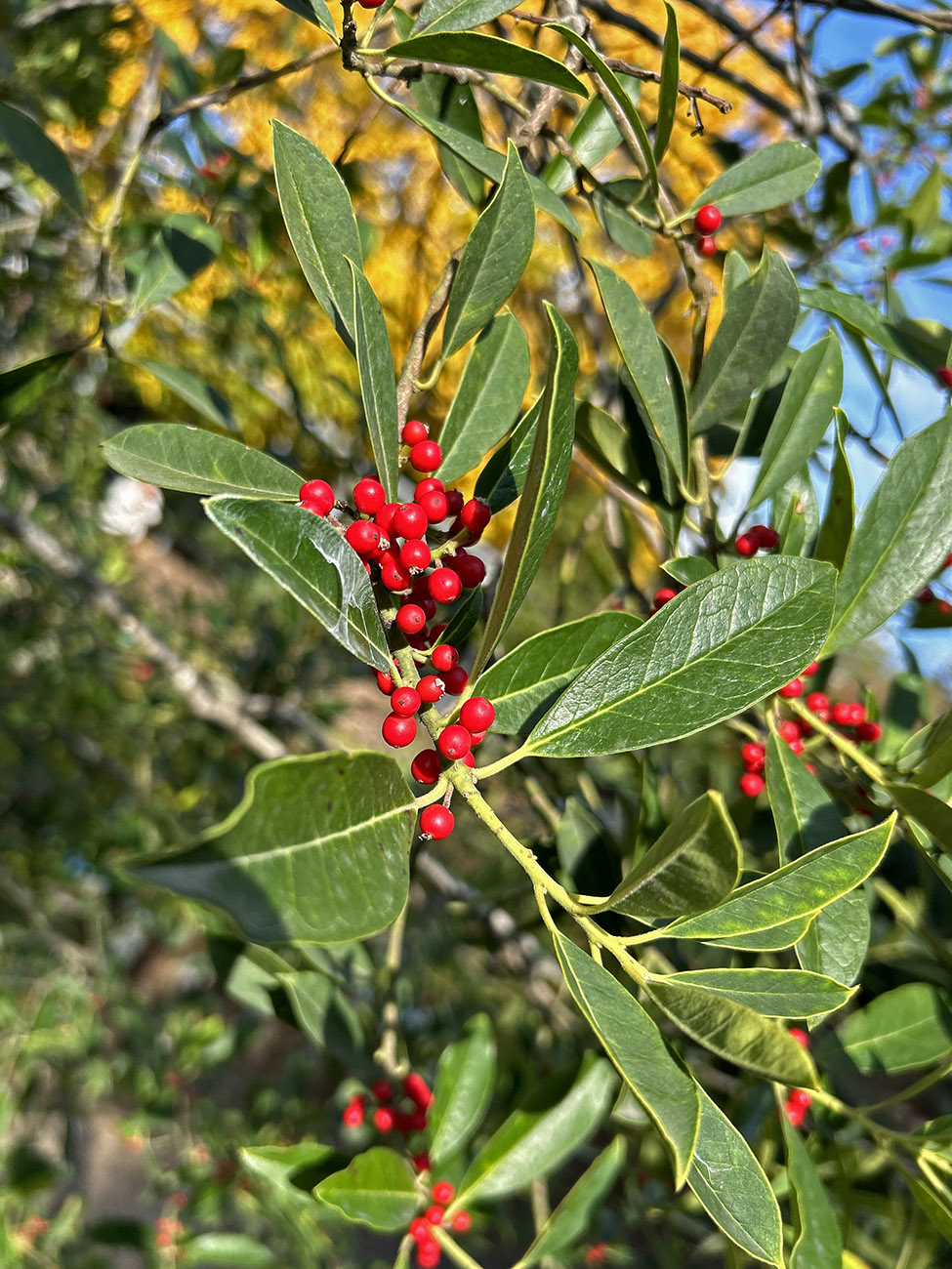 Image of Ilex cassine specimen.