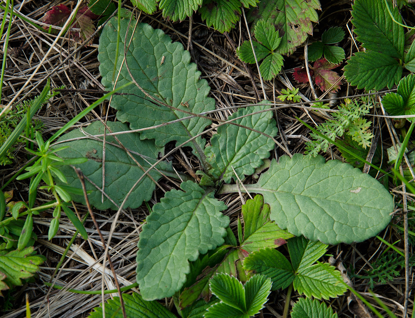 Image of Unknown species specimen.