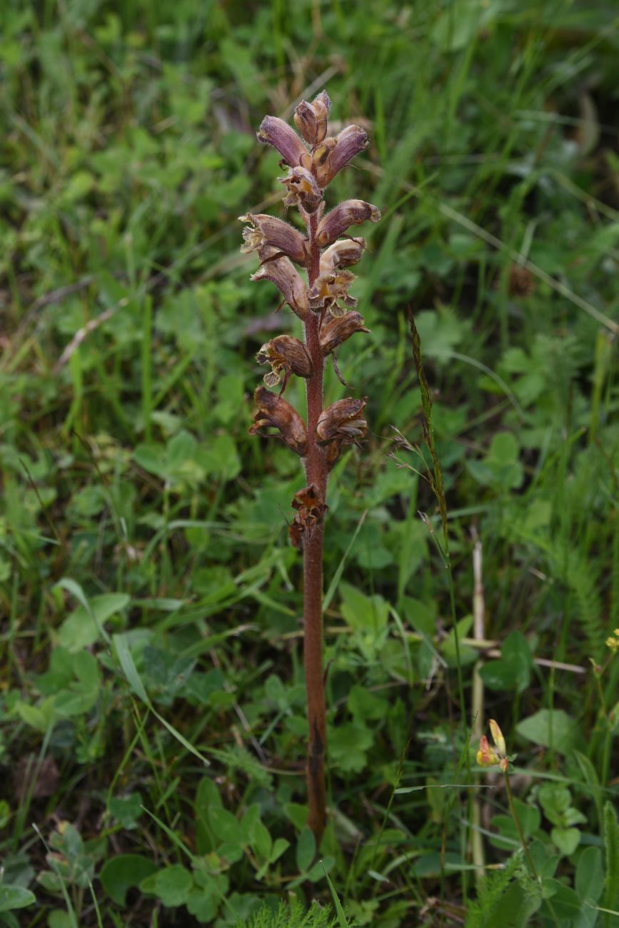 Изображение особи Orobanche owerinii.