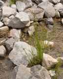 Juncus articulatus